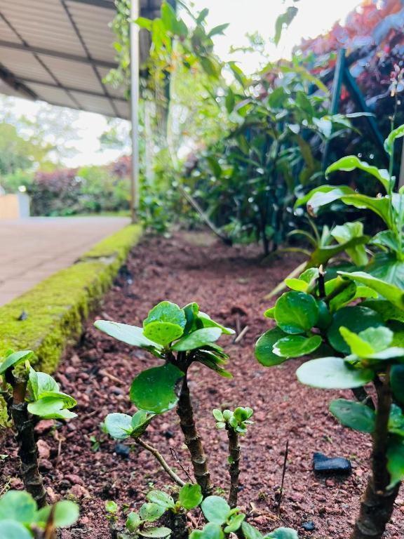 Westernghats Homestay Madikeri Εξωτερικό φωτογραφία