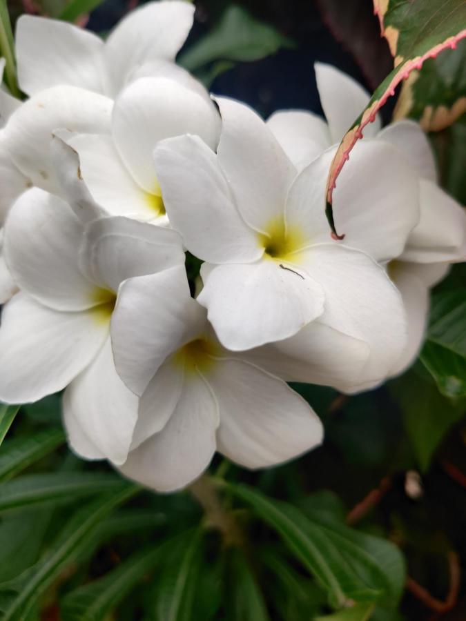Westernghats Homestay Madikeri Εξωτερικό φωτογραφία