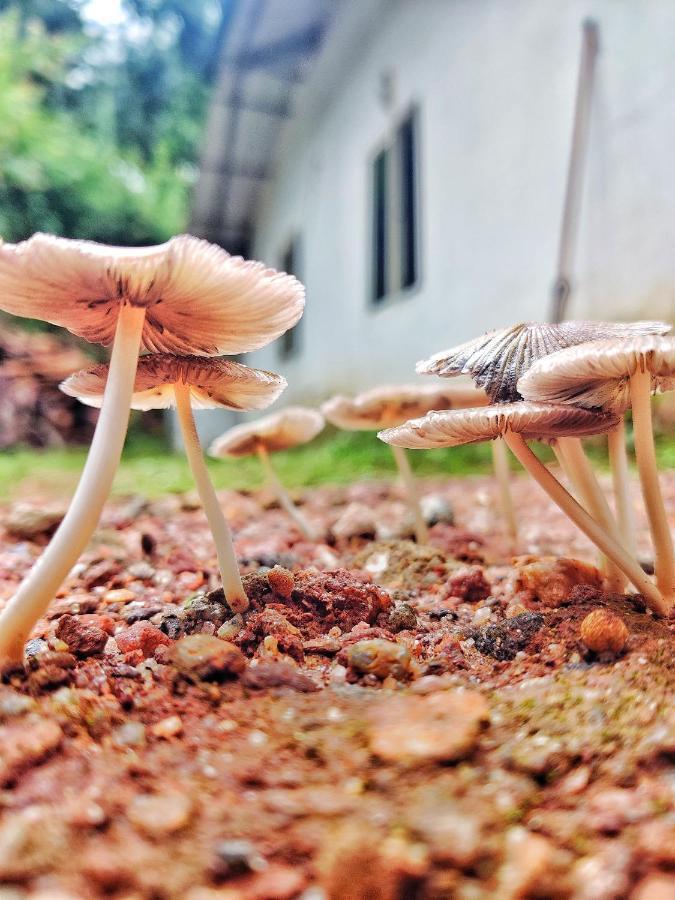 Westernghats Homestay Madikeri Εξωτερικό φωτογραφία