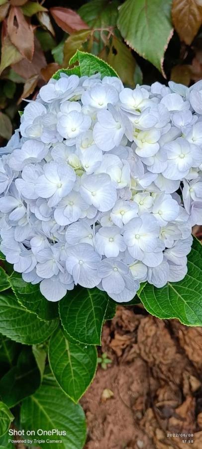 Westernghats Homestay Madikeri Εξωτερικό φωτογραφία